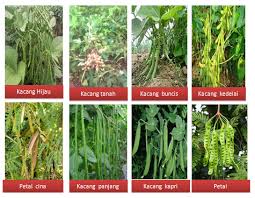 Check spelling or type a new query. Kingdom Plantae Dunia Tumbuhan Biohasanah Smaga