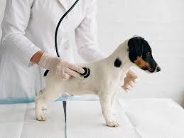 Pet Insurance With Wellness: Spot Preventive Coverage | Spot Pet Insurance