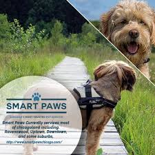 Dog Walkers Chicago Dog Walker Dogs Chicago Dog