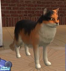The darling calico norwegian forest cat is colored with mainly white fur and two other markings, usually orange and black. Songe S Norwegian Forest Cat Calico