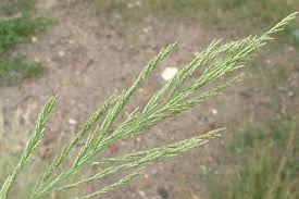 Image result for Leptochloa uniflora