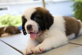 Say hello to these totally adorable, charming, and adventurous saint bernard puppies! 20 Things Only Saint Bernard Owners Would Understand