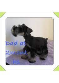 As with any dog breed, there are some health conditions to be aware of. Miniature Schnauzers Puppies For Sale In Mcallen Texas Classified Americanlisted Com