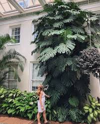 How To Care For A Monstera Deliciosa That Planty Life Plants Tropical Landscape Design Tropical Garden Plants