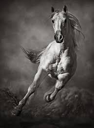 Beautiful Black And White Horse Photography Brahma Was Excessively Sparing With Earth Water And Fire The Reckless Expenditure Of Air And Ether In His Compositio At Fotografciligi Vahsi Atlar Hayvan