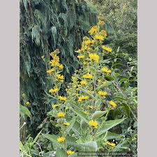 Image result for Inula