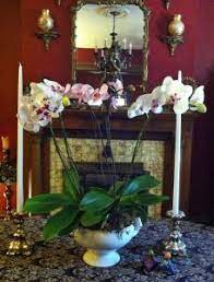 I Made That Only 30 Orchid Sale At Whole Foods Orchid Arrangements Orchids Flowers