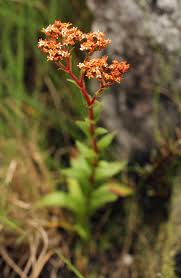 Image result for Crassula vaginata