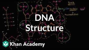 Dna replication results in two dna molecules, answer choices. Molecular Structure Of Dna Video Khan Academy