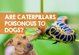 Knowing how to identify potentially poisonous black and yellow caterpillars and what steps you can take to control them will help prevent problems. Are Caterpillars Poisonous To Dogs 17 Of The Most Toxic