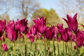 Check spelling or type a new query. What Are Lily Flowered Tulips Learn About Lily Flowered Tulip Varieties