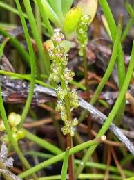 Image result for Litogyne gariepina