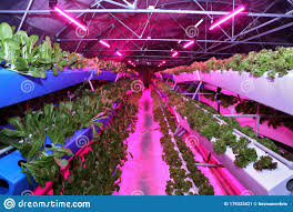Growing Plants Aeroponics Unique Production Of Greenery And Plants Aeroponic System In Plant Production An Innovative Stock Image Image Of Fresh Agriculture 179333421
