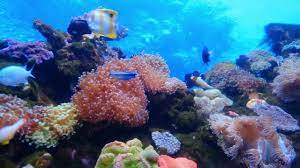 Underwater Video Zoom Virtual Background Zoom Virtual Background Fish Background Underwater Video Live Fish Wallpaper