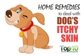 Erleben sie günstige preise und viele kostenlose extras wie proben & zeitschriften. Home Remedies To Deal With Itchy Skin In Dogs Top 10 Home Remedies