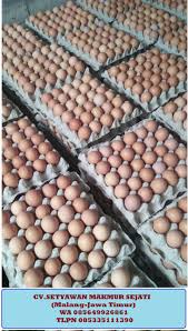 Sedang mencari penjual telur 1 kg terdekat karena butuh hari ini? Jual Telur Ayam Malang Medium