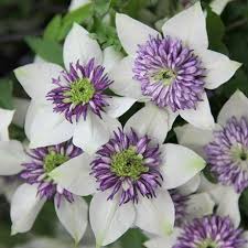 It won a royal horticultural society award of garden. Buy Jasmine Jasminum Stephanense Delivery By Waitrose Garden