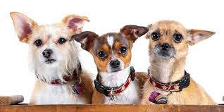 I only knew of a couple adoption agencies near me when we started our research. Available Pets Inland Valley Humane Society And S P C A