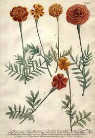 Marigolds Botanical Illustration Botanical Drawings Botanical Art