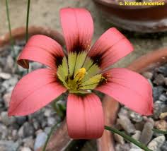 Image result for Romulea camerooniana