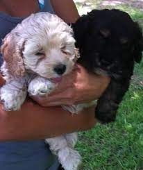 We did not find results for: Cockapoo Puppies For Sale For Sale In Conway South Carolina Classified Americanlisted Com