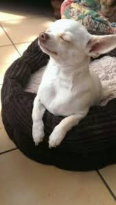 Previous Pinner Jamie Join His Page On Facebook Jamie A Little White Chihuahua Puppies Chihuahua Dogs Pets