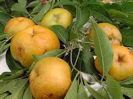 It grows well up to an altitude of 1, 000m however, coastal climate is ideal for sapota farming. How To Grow Sapote From Seed Plant Instructions