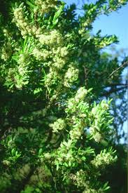 Image result for Gymnosporia buxifolia