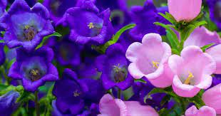 Canterbury Bells Flower Growing And Care Of Campanula Medium