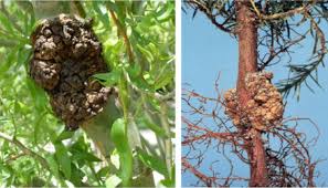 Image result for Cissus fanshawei