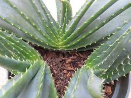 Image result for Aloe suffulta