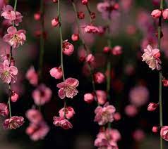Hd to 4k quality, all ready for download! All Flowers Wallpapers Top Free All Flowers Backgrounds Wallpaperaccess