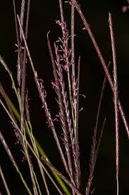 Image result for Microchloa