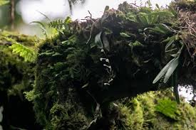 Image result for Rhipidoglossum burttii