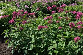 Image result for Pentas lanceolata