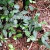 Perennial climbing vines with flower for the garden. 1