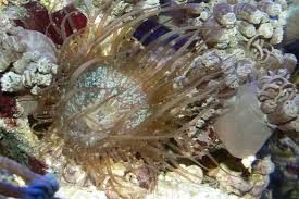 Aiptasia Wikipedia Tek bir türe sahip monotipik exaiptasia pallida ve genel olarak kahverengi anemon , cam anemon , soluk olarak bilinir anemom veya basitçe aiptasia.