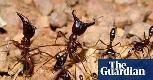 We did not find results for: The Remarkable Self Organization Of Ants Animal Behaviour The Guardian