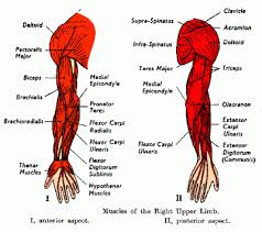 From a position of internal shoulder rotation, rotate your arm so that the elbow faces backward. Arm Shoulder Muscles Shoulder Muscle Anatomy Arm Muscles Arm Muscle Anatomy