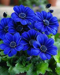 Image result for Cineraria pinnata