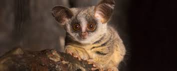 Buy the best and latest bush baby world on banggood.com offer the quality bush baby world on sale with worldwide free shipping. Moholi Bushbaby Lincoln Park Zoo