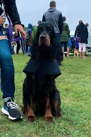 Image result for skotský setr gordonsetr