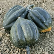 Grow large winter squash vertically on trellises! Table King Acorn Winter Squash Seeds For Sale Everwilde Farms