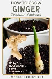Growing ginger in a pot is easy! Pin On Seeds Propagation Tips
