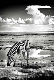 La Vie Sauvage En Noir Et Blanc Animaux Noir Et Blanc Dessin Noir Et Blanc Photo Noir Et Blanc