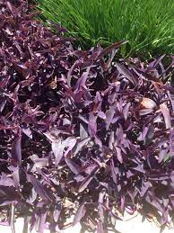 Purple deadnettle's scientific name lamium purpureum has the greek translation 'the devouring purple monster'. Pin On Mygardenanswers