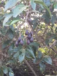 Image result for Grewia microthyrsa