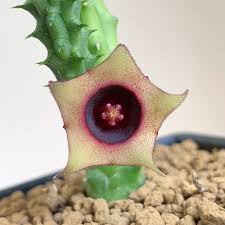 Image result for Huernia erectiloba
