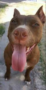Pin By Tiger Wolf Predator On Animals Pitbull Dog Animals Dogs