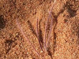 Image result for Bothriochloa radicans